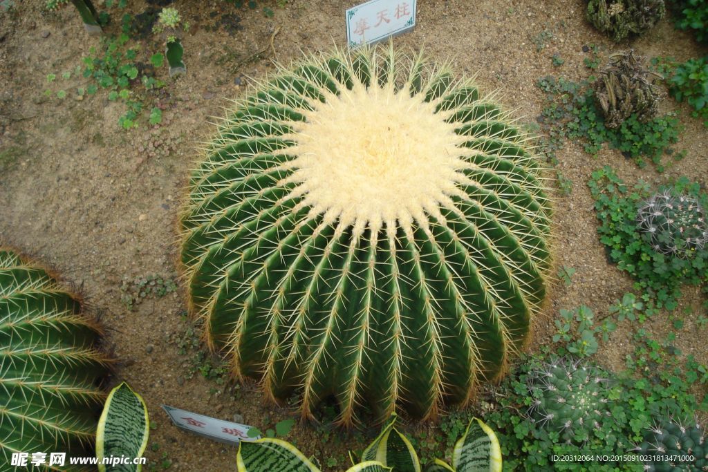 仙人球