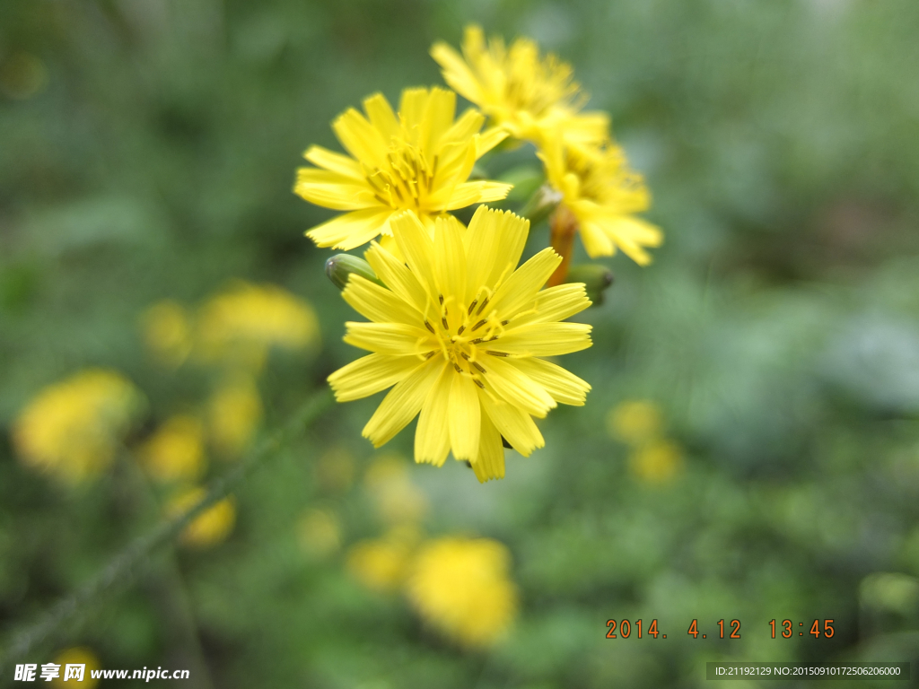 野菊花