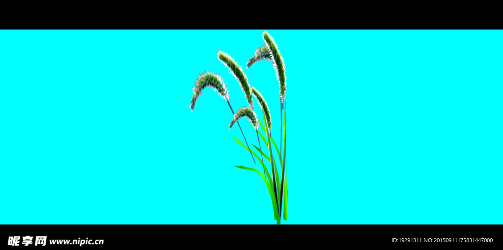 狗尾草動態(tài)背景視頻