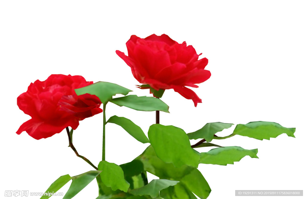 紅花動態(tài)背景視頻