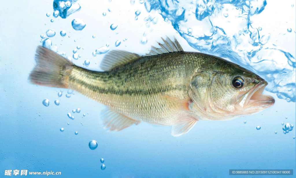 鱸魚