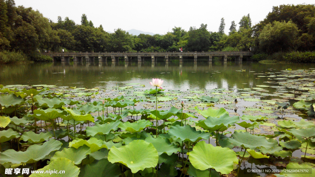 荷花塘
