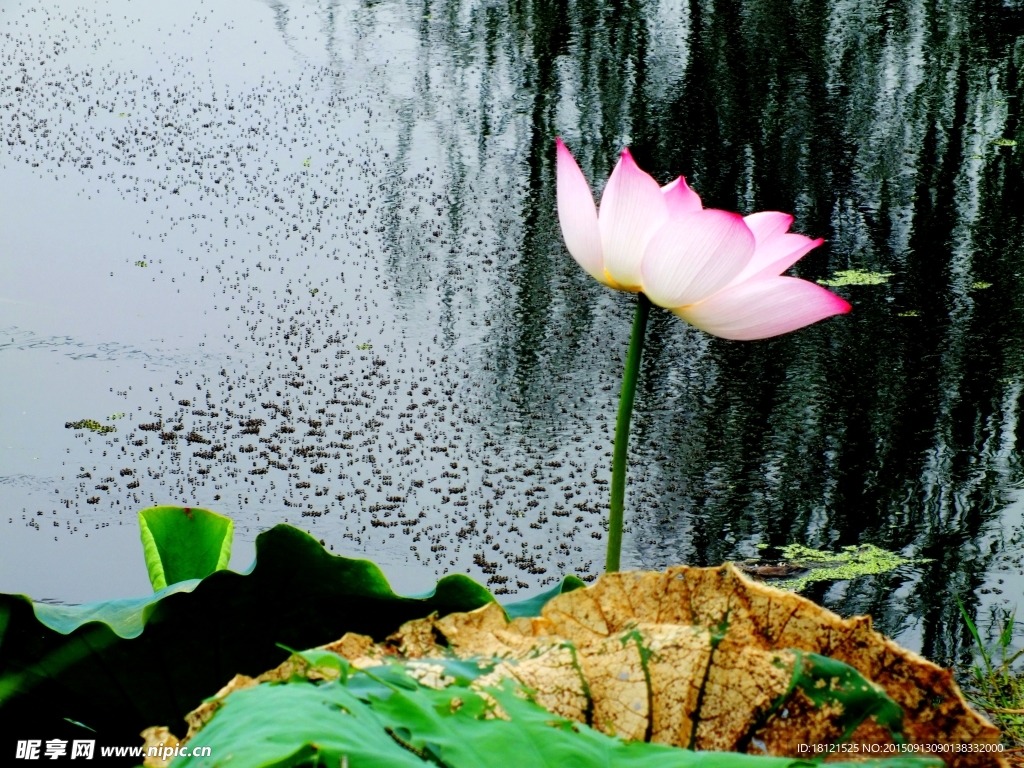 秋荷