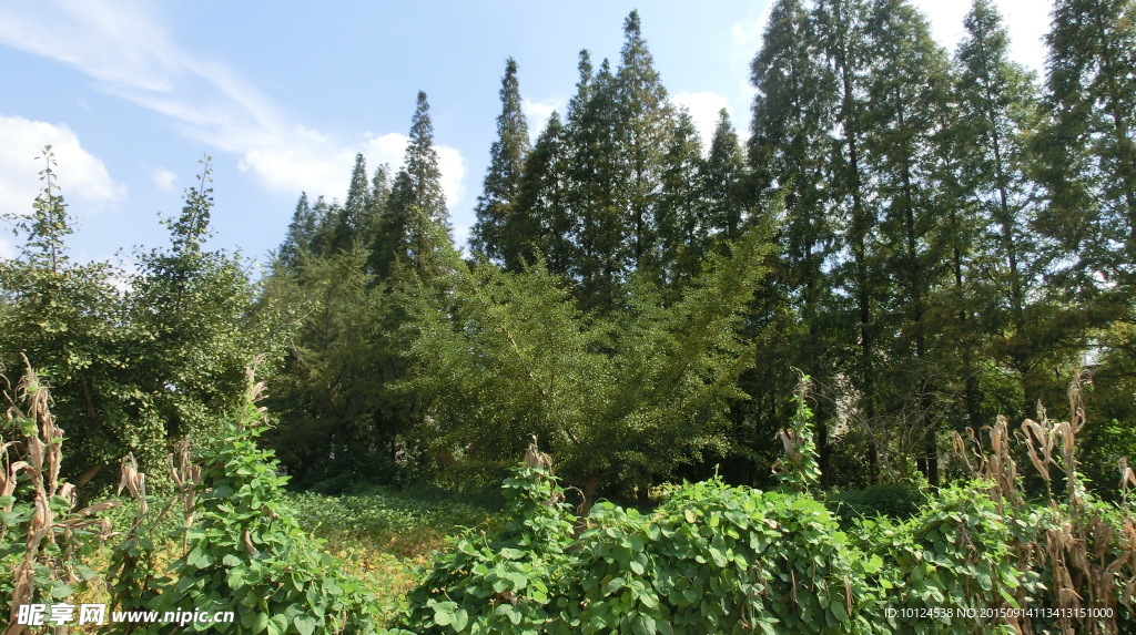 樹叢