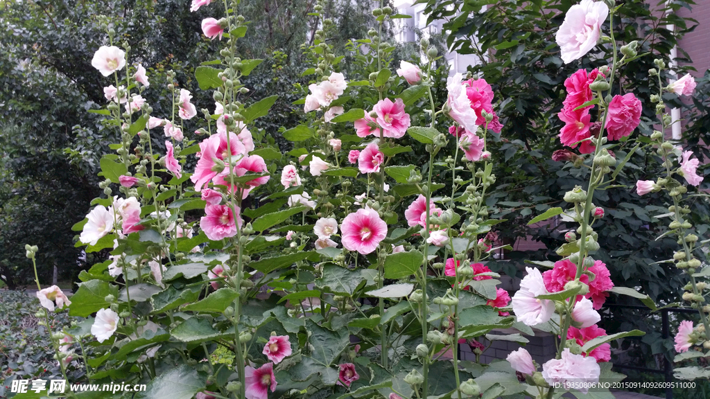 園區里的蜀葵花花叢