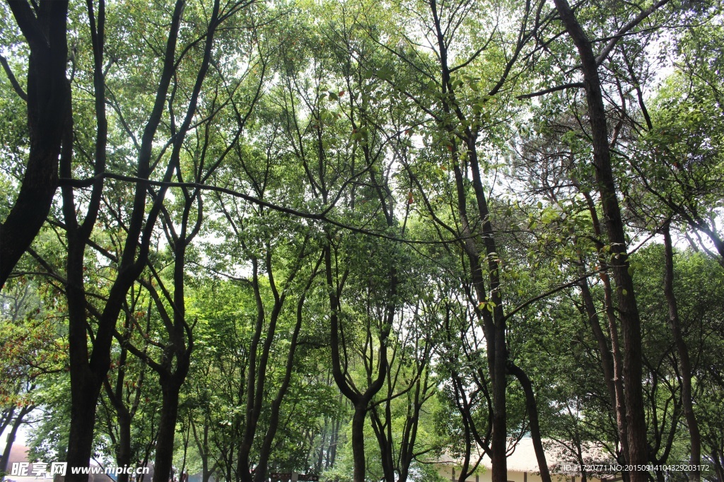 樹林