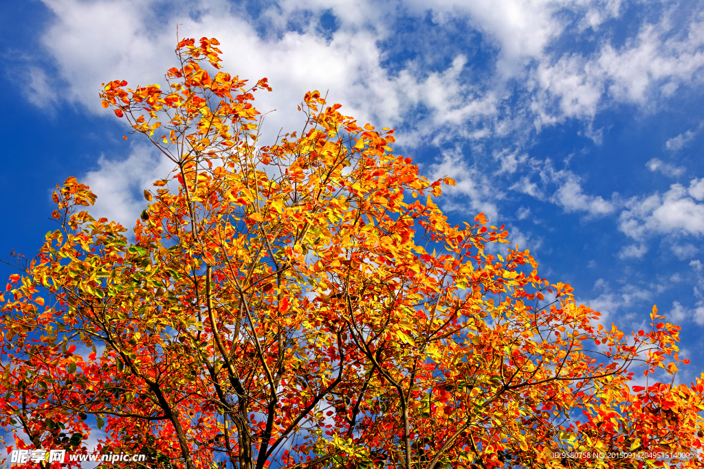 藍天映紅葉