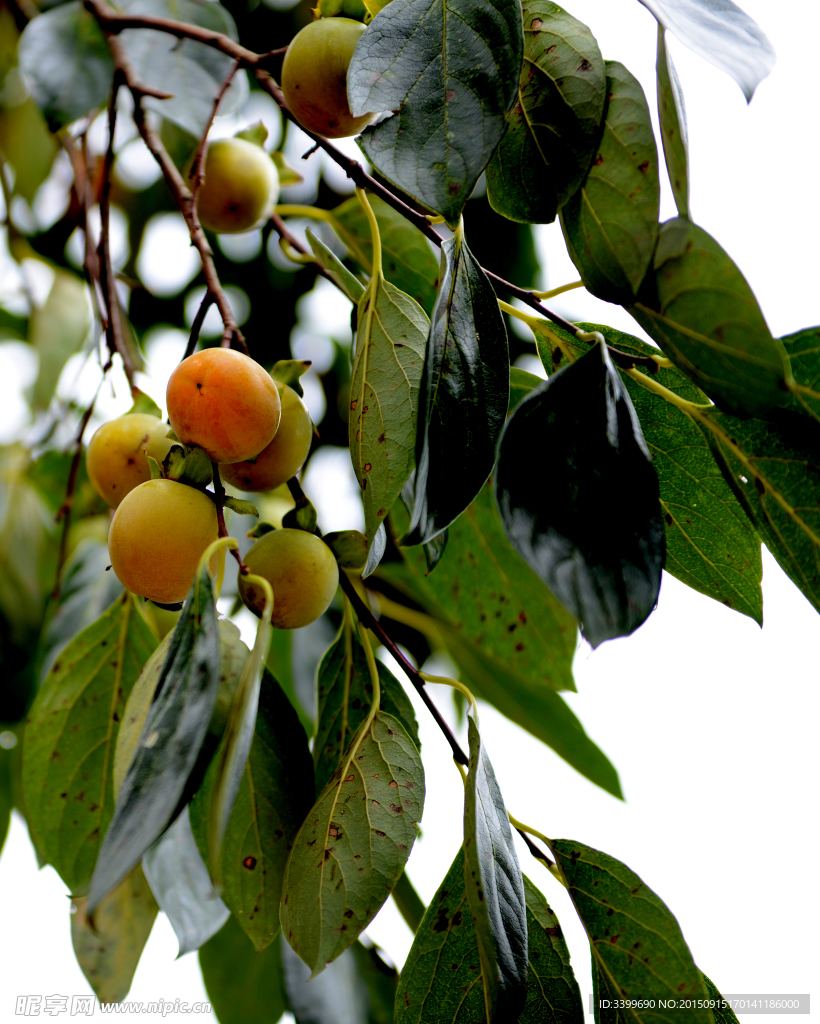 柿子樹(shù)  柿子