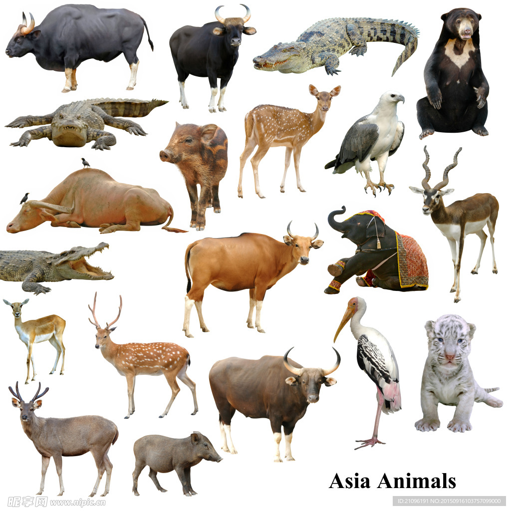20种野生动物高清图片