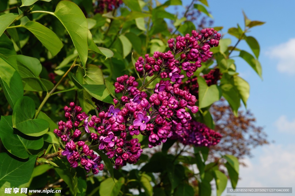 紫丁香花