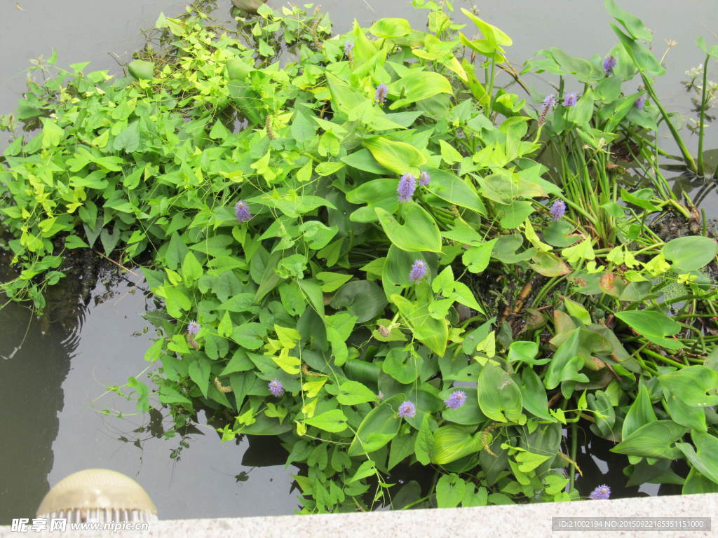 水生植物