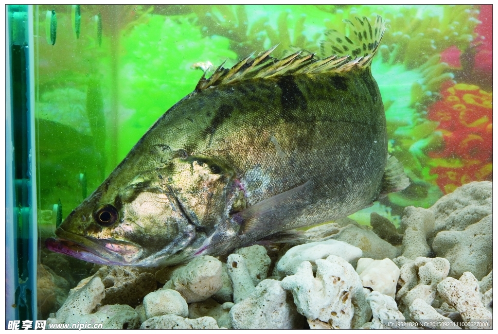 桂魚