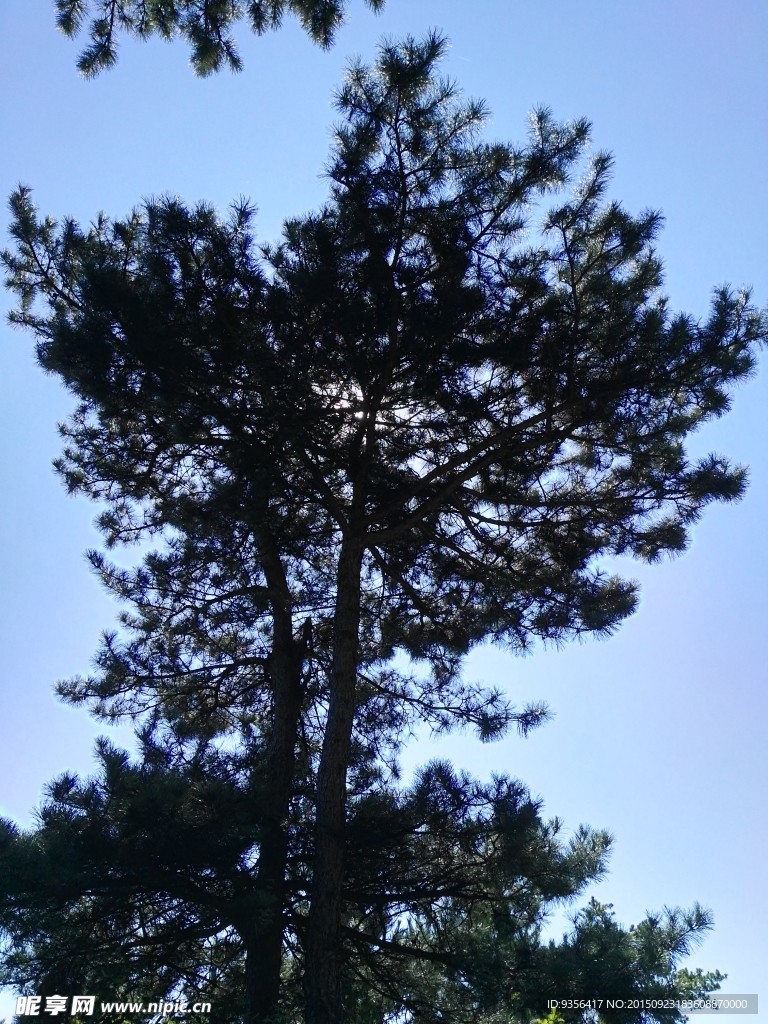 松樹剪影