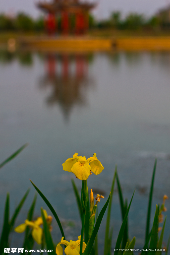 黃花