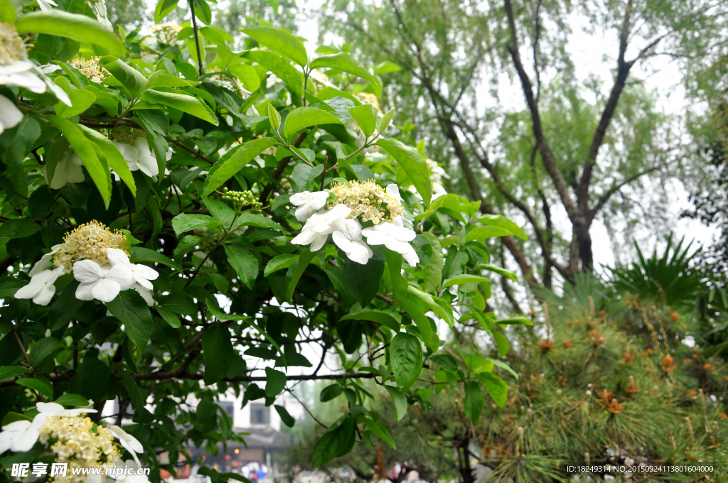 花植物