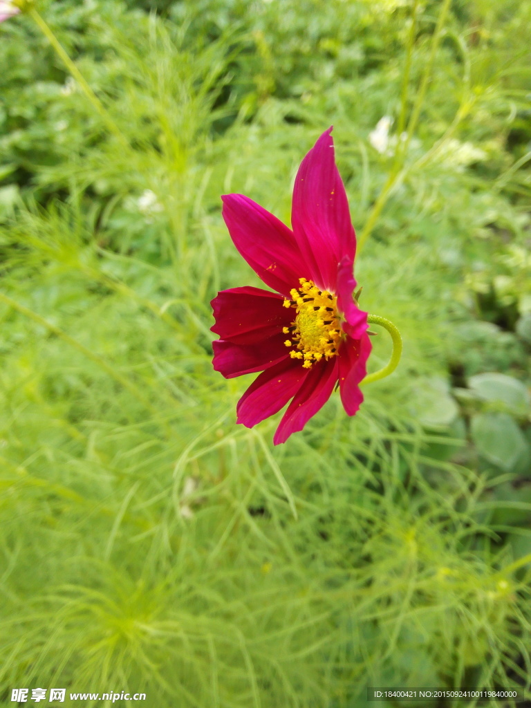 花朵 粉紅 小花 鮮艷