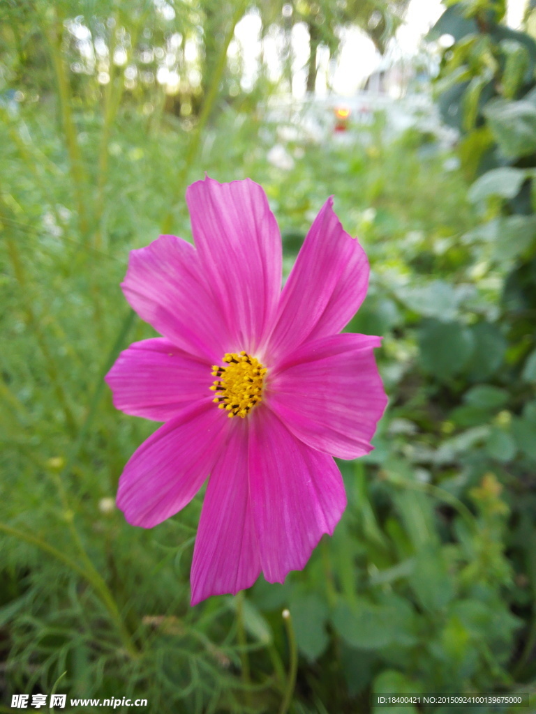 花朵 粉紅 小花 鮮艷