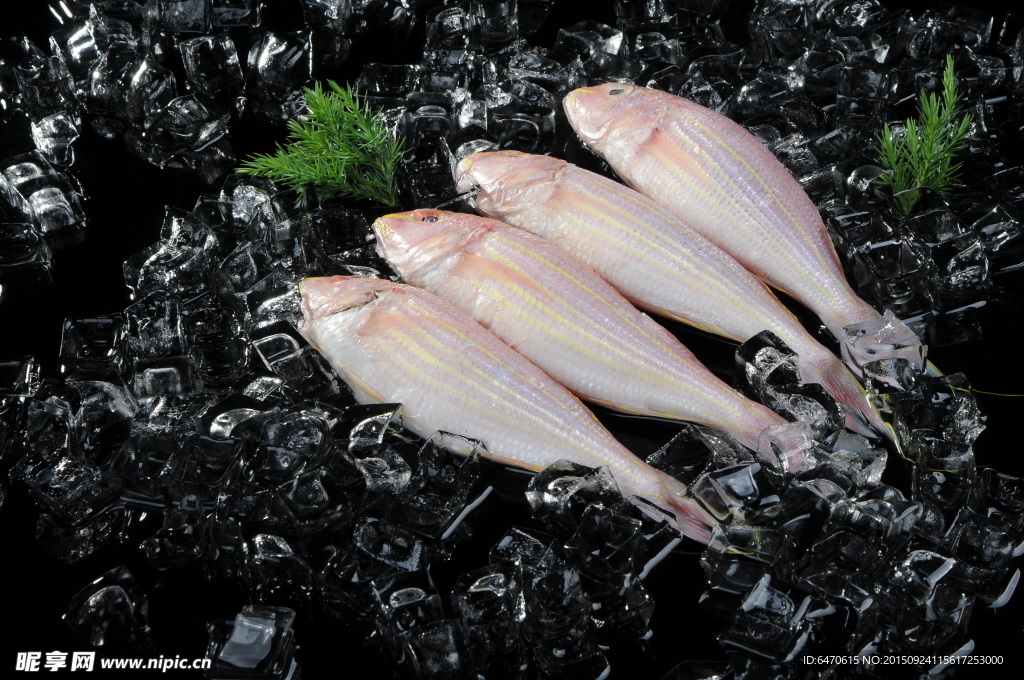黃花魚