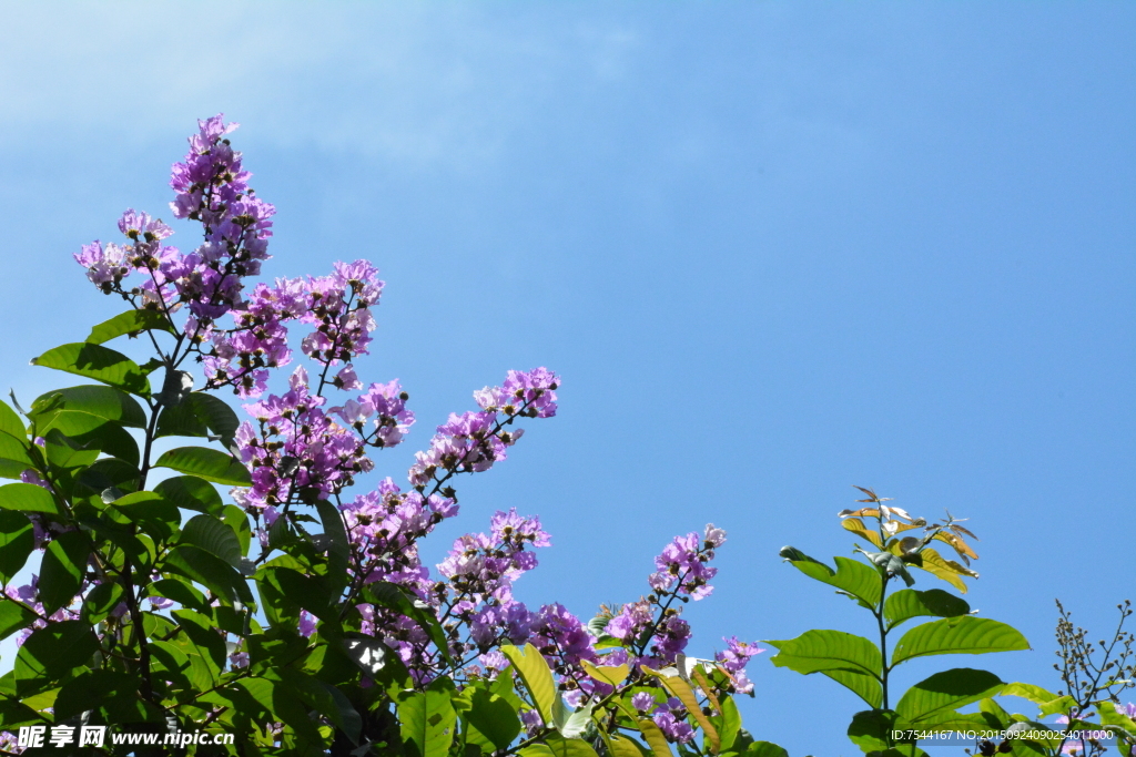 花與藍天