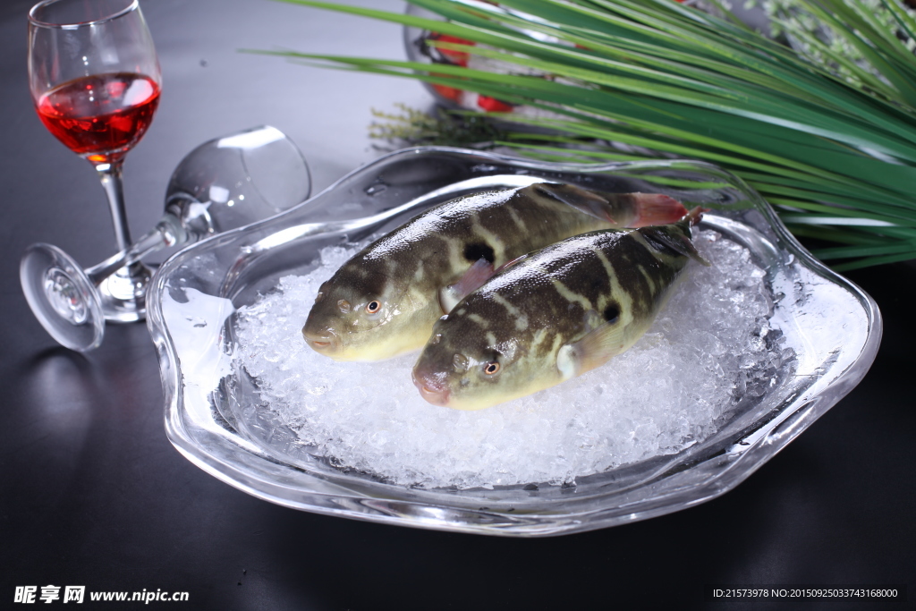 河豚魚