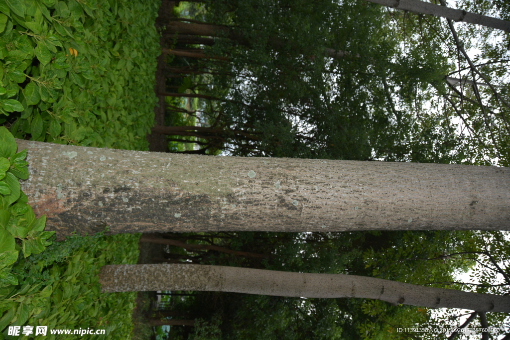 公園樹(shù)干