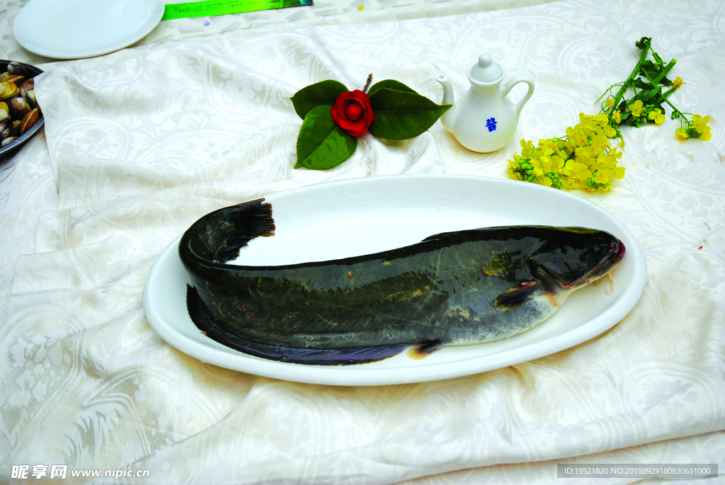 鯰魚