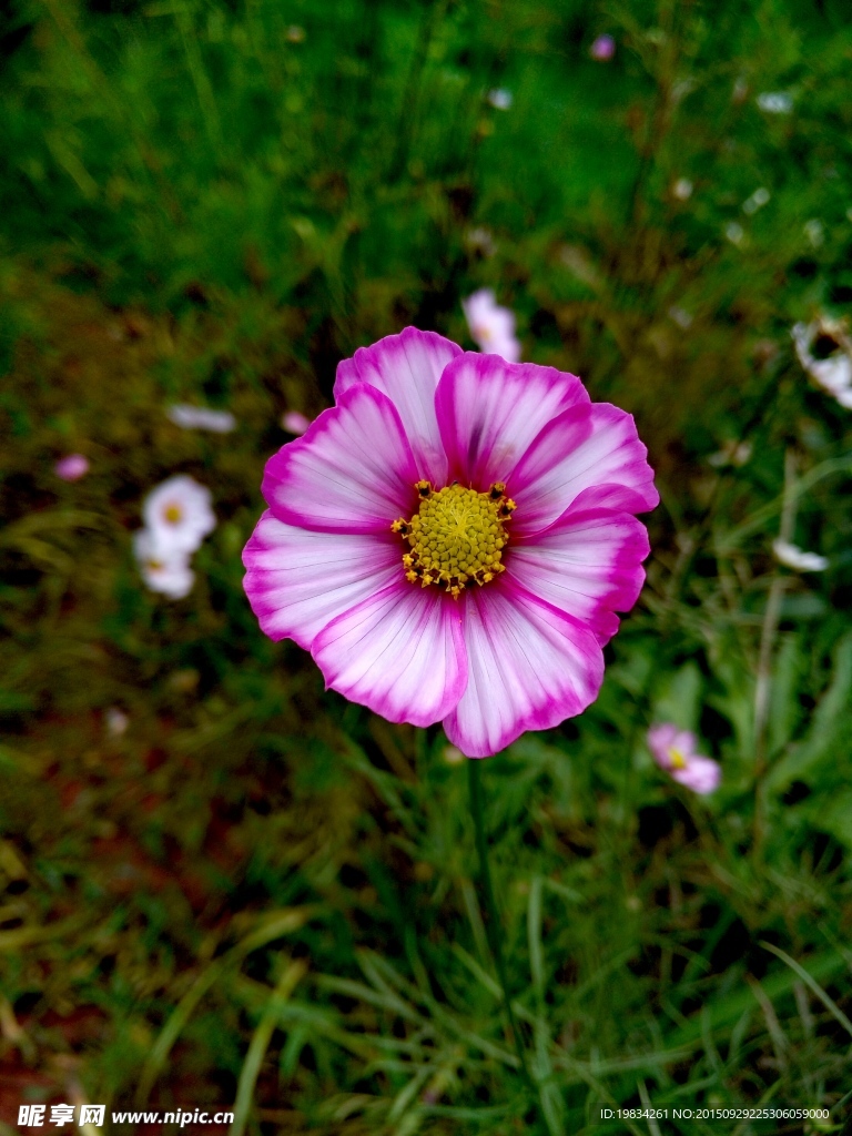 高清粉色花