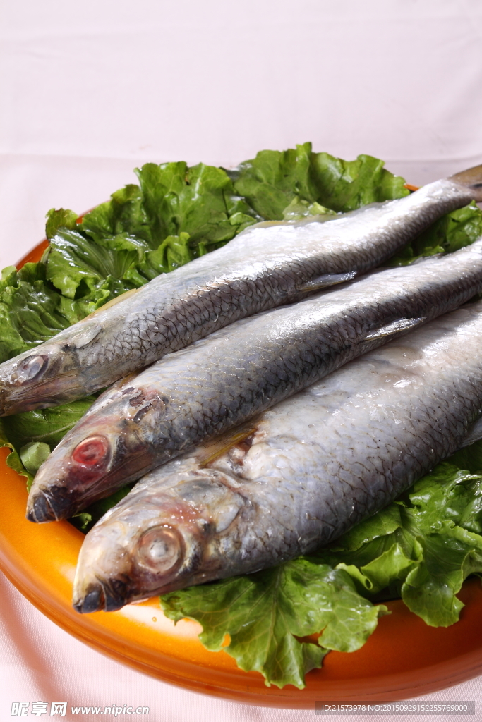勒魚
