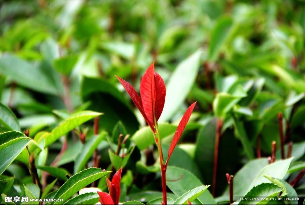 紅葉也需綠葉襯