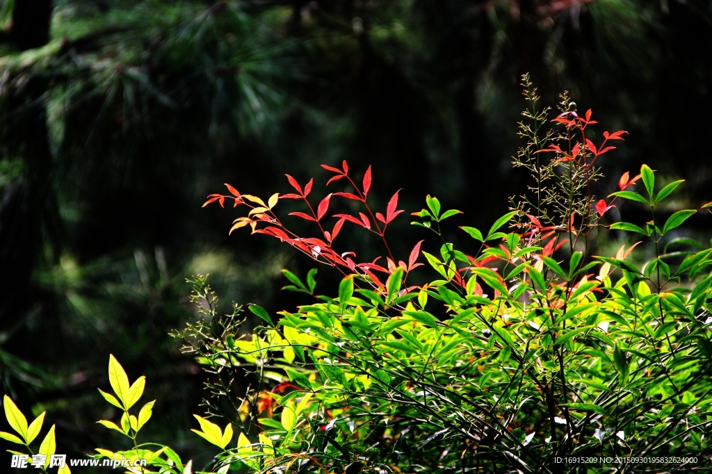 秋韻紅葉