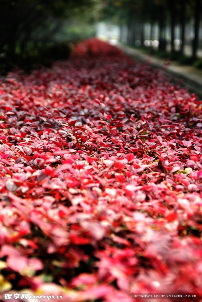 紅色灌木