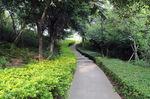 公園小路