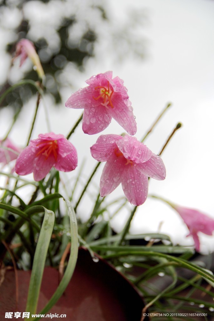 雨后韭菜莲