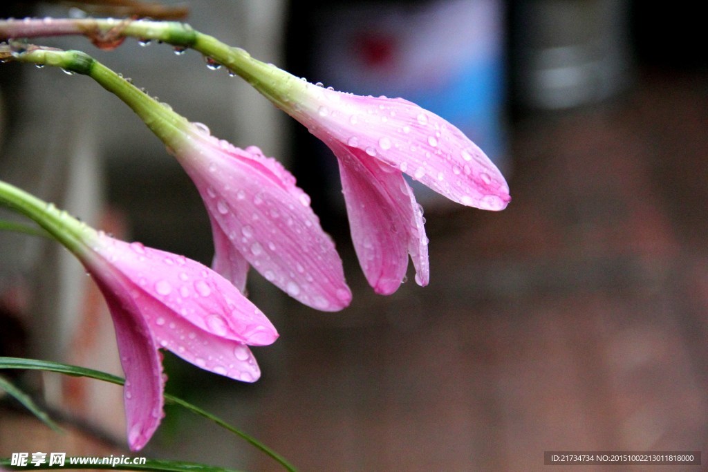 雨后韭菜莲