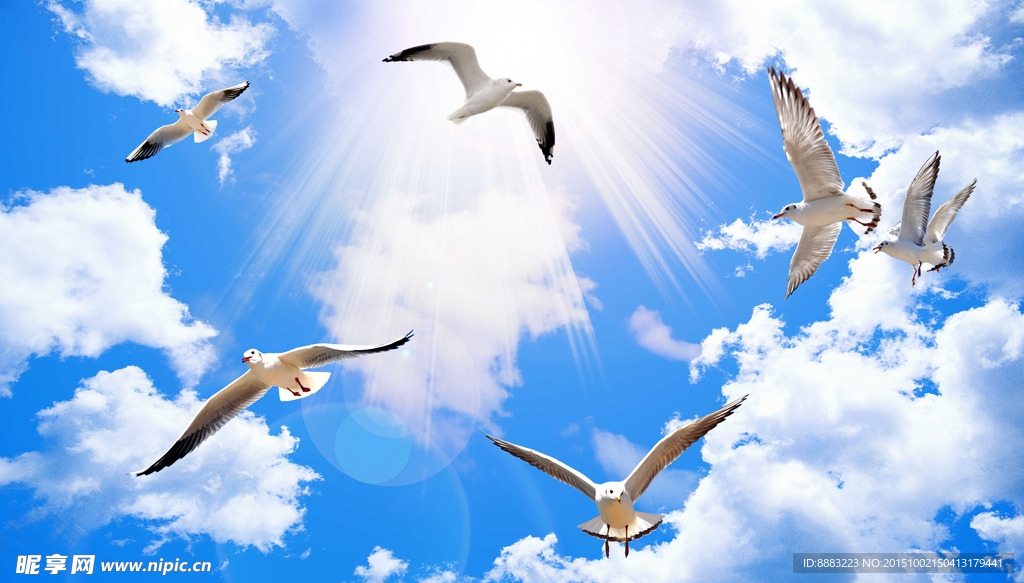 阳光下飞翔的海鸥