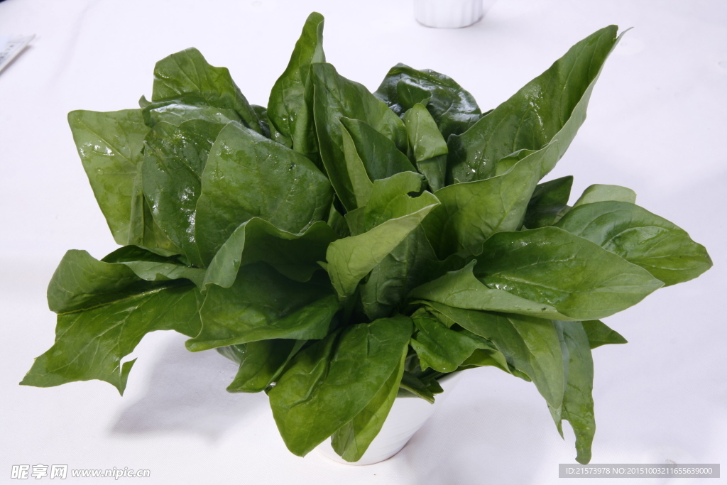鮮菠菜