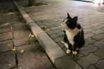 京都街头的黑猫