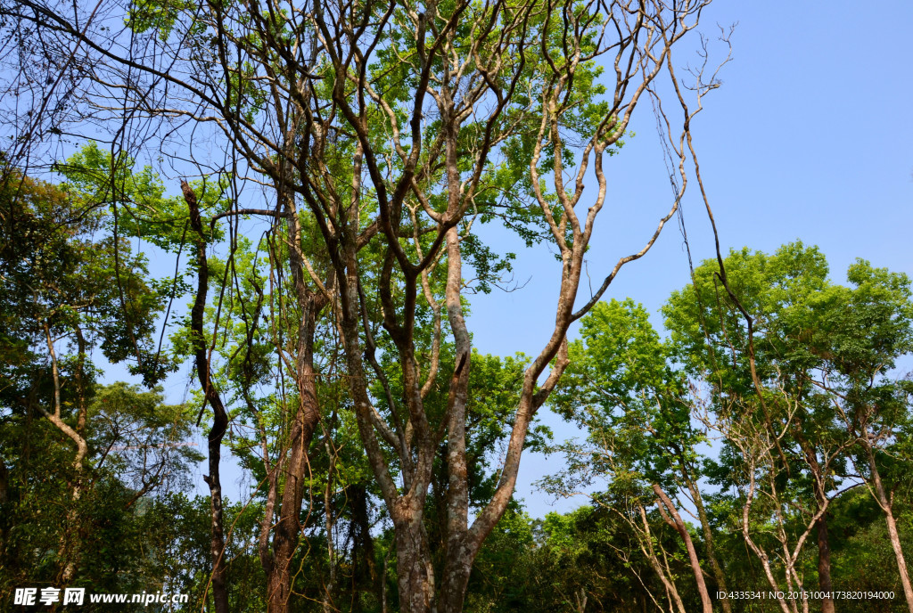 小樹