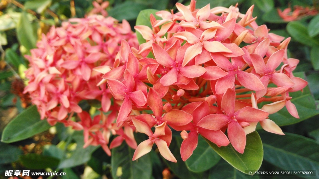 紅色的花卉