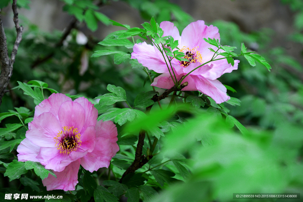 芙蓉