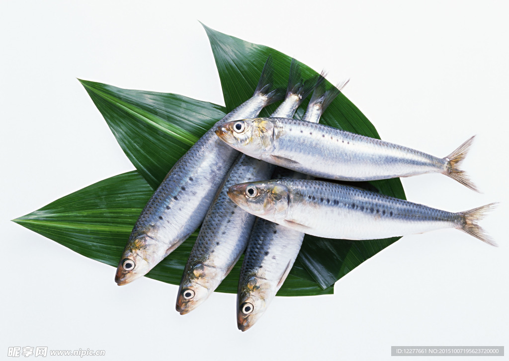 魚的圖片