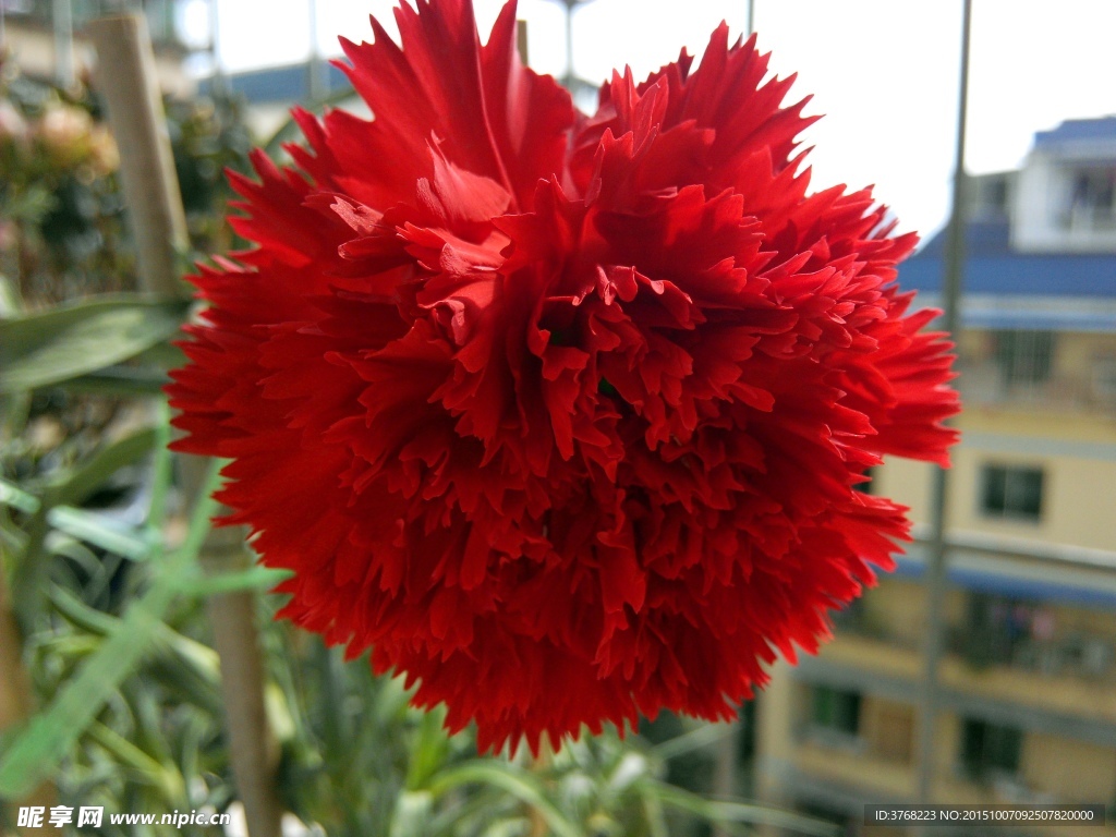 紅色花朵