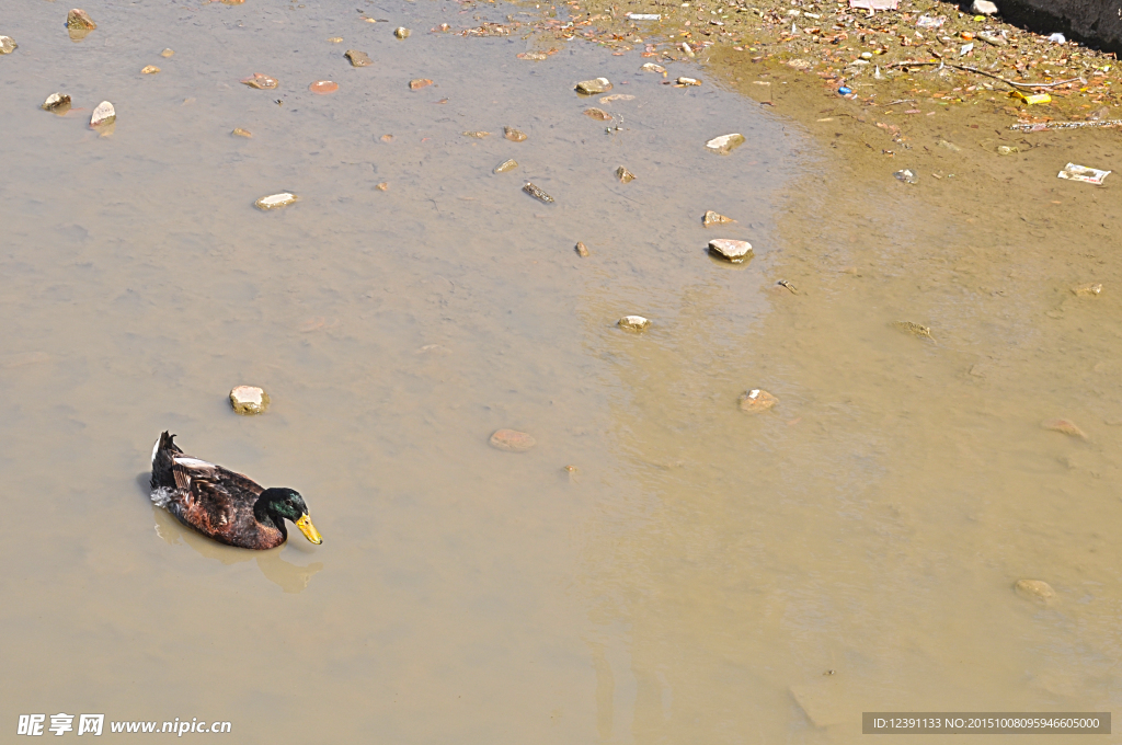 水中的野鸭