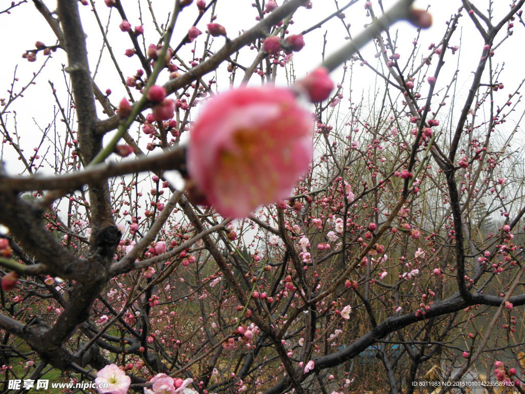 梅花爭艷