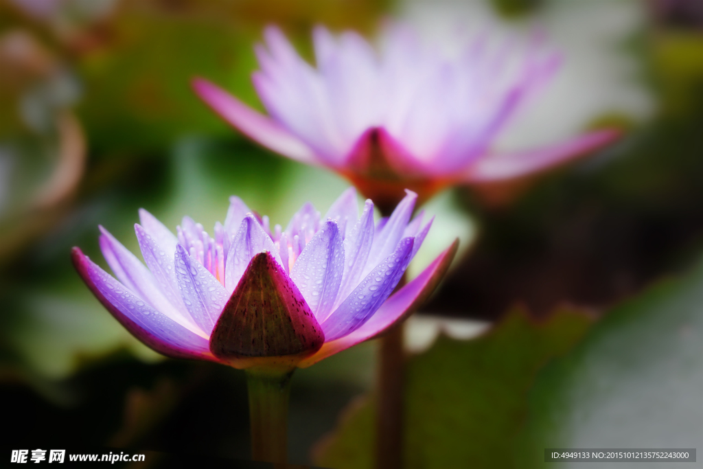蓮花