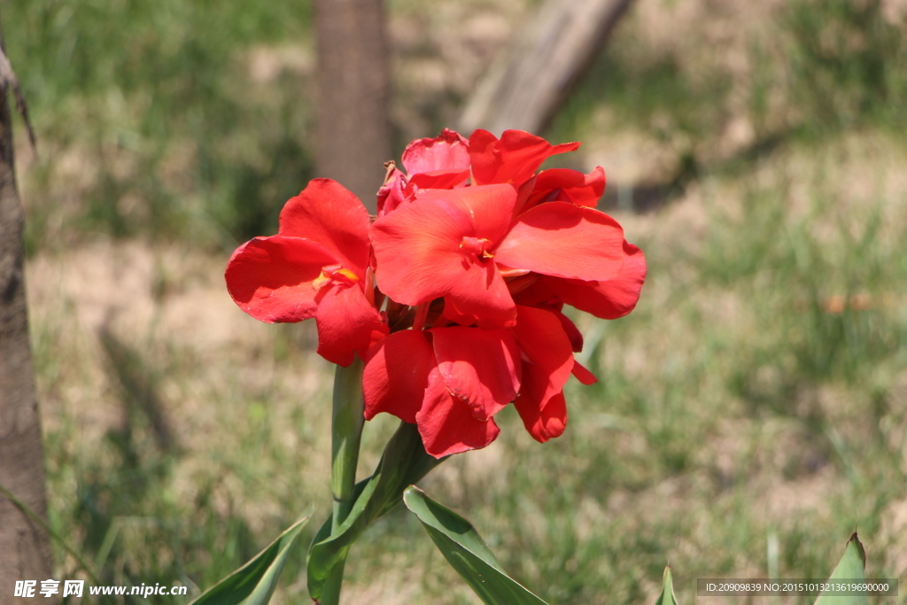 小紅花