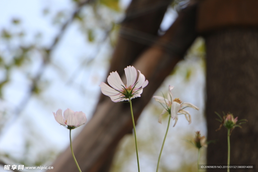 格桑花