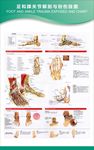 足和踝关节解剖与创伤挂图