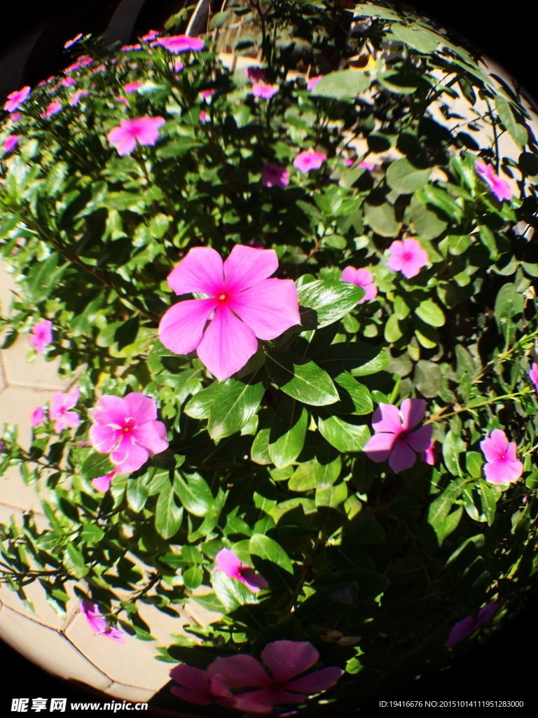 長壽花