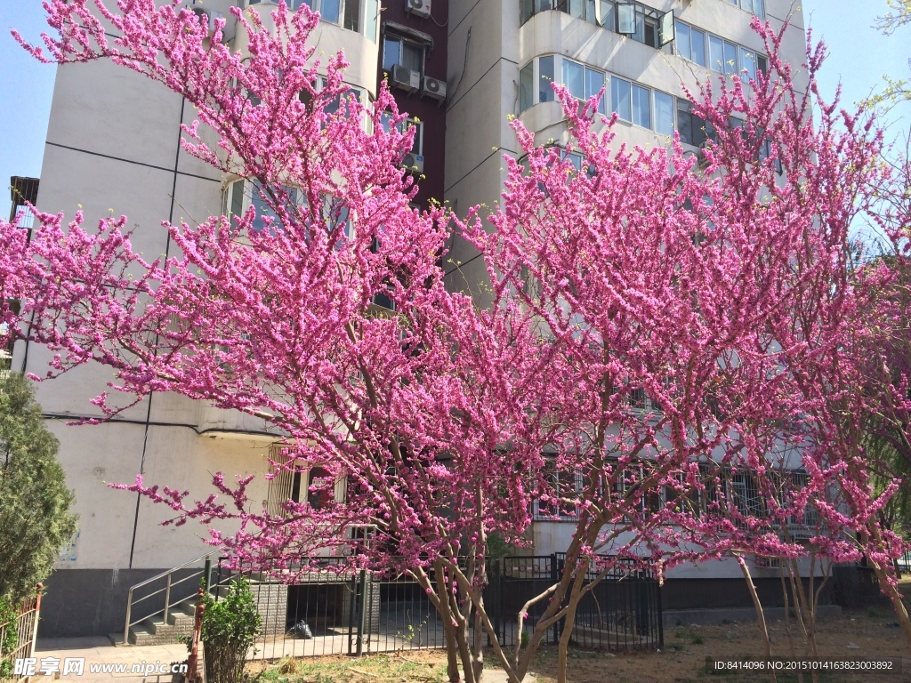 繁花似錦